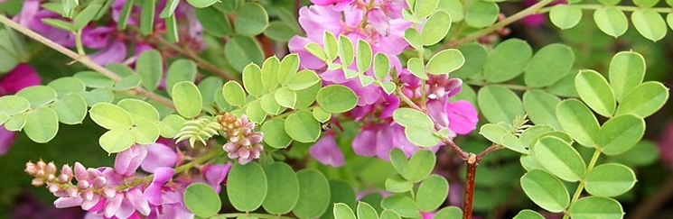 Indigofera