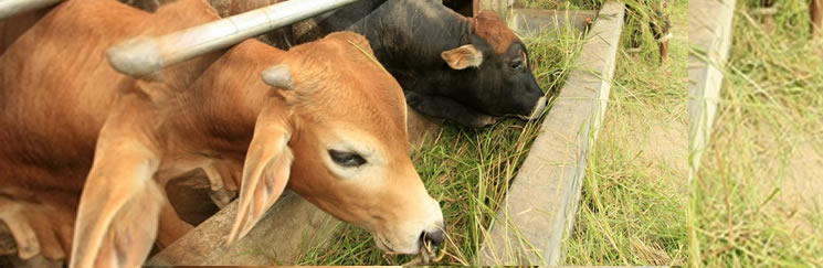 Feeding Cows